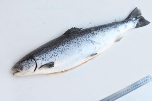 IстокFish: свежая рыба с доставкой на дом в Санкт-Петербурге
