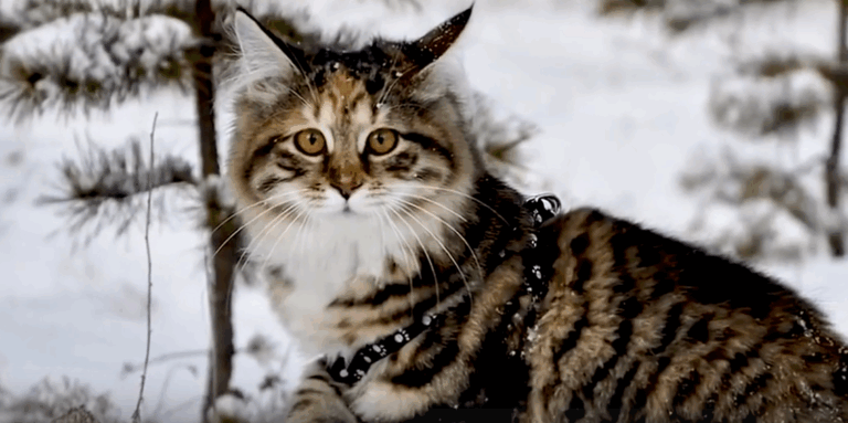 Порода Курильский бобтейл